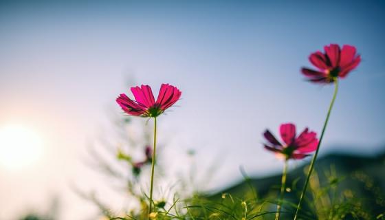 梦见种花是什么意思 梦见种花是什么预兆