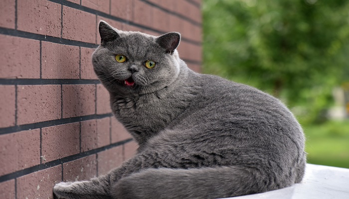 梦见怀里抱猫什么预兆