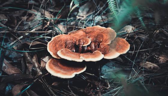 梦见雨天捡灵芝