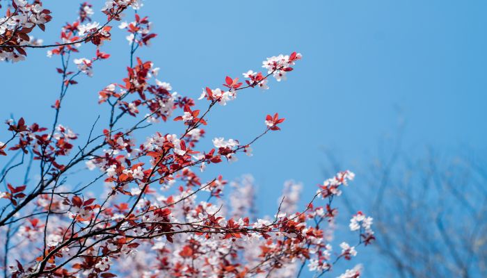 梦见一树花是什么意思 梦见一树花有什么预兆