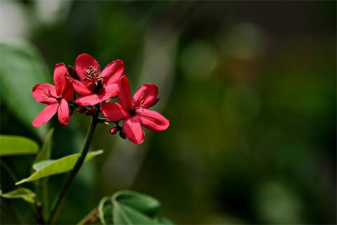 梦到了花叶是什么兆头