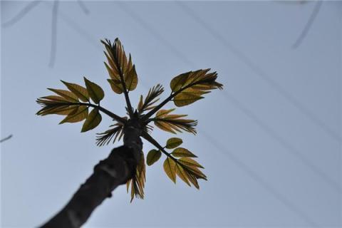 梦见香椿芽是什么预兆